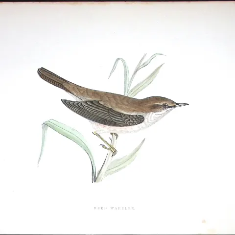 Reed Warbler Rev Morris Antique History of British Birds 130 Years-Old Engraving-111