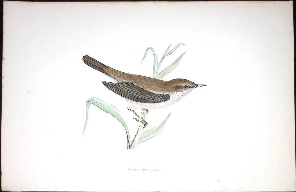 Reed Warbler Rev Morris Antique History of British Birds 130 Years-Old Engraving-111