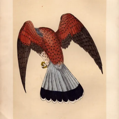 Kestrel Rev Morris Antique History of British Birds 170 Years-Old  Engraving.