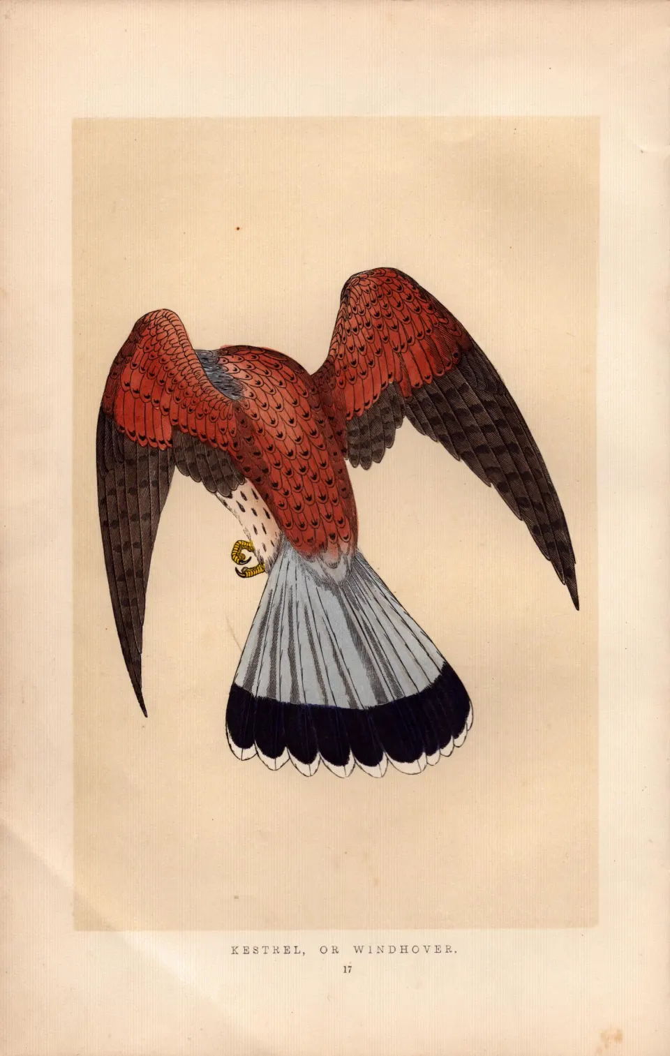 Kestrel Rev Morris Antique History of British Birds 170 Years-Old  Engraving.