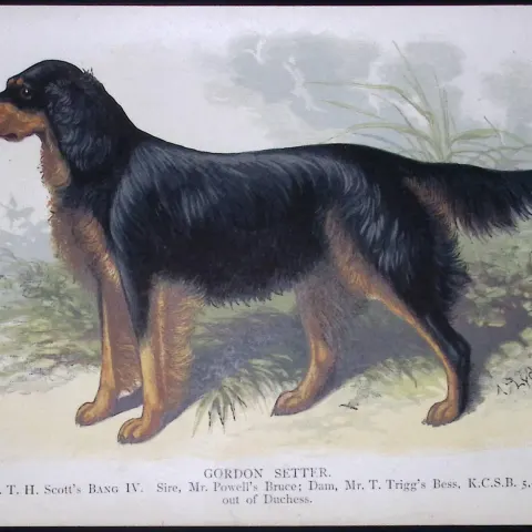 Gordon Setter British Dogs by Hugh Dalziel 1889 Antique Coloured Book Plate-6
