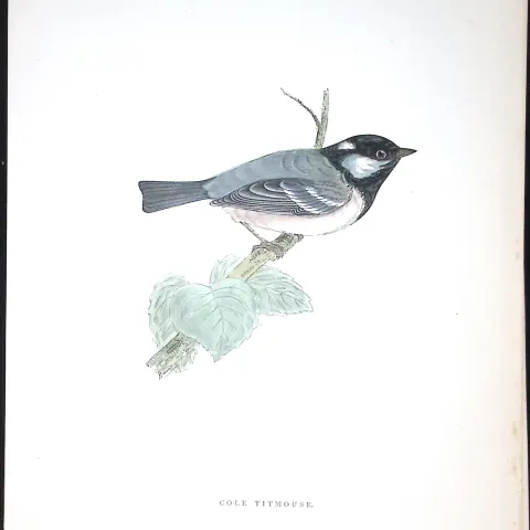 Cole Titmouse Rev Morris Antique History of British Birds 130 Years-Old Engraving-66