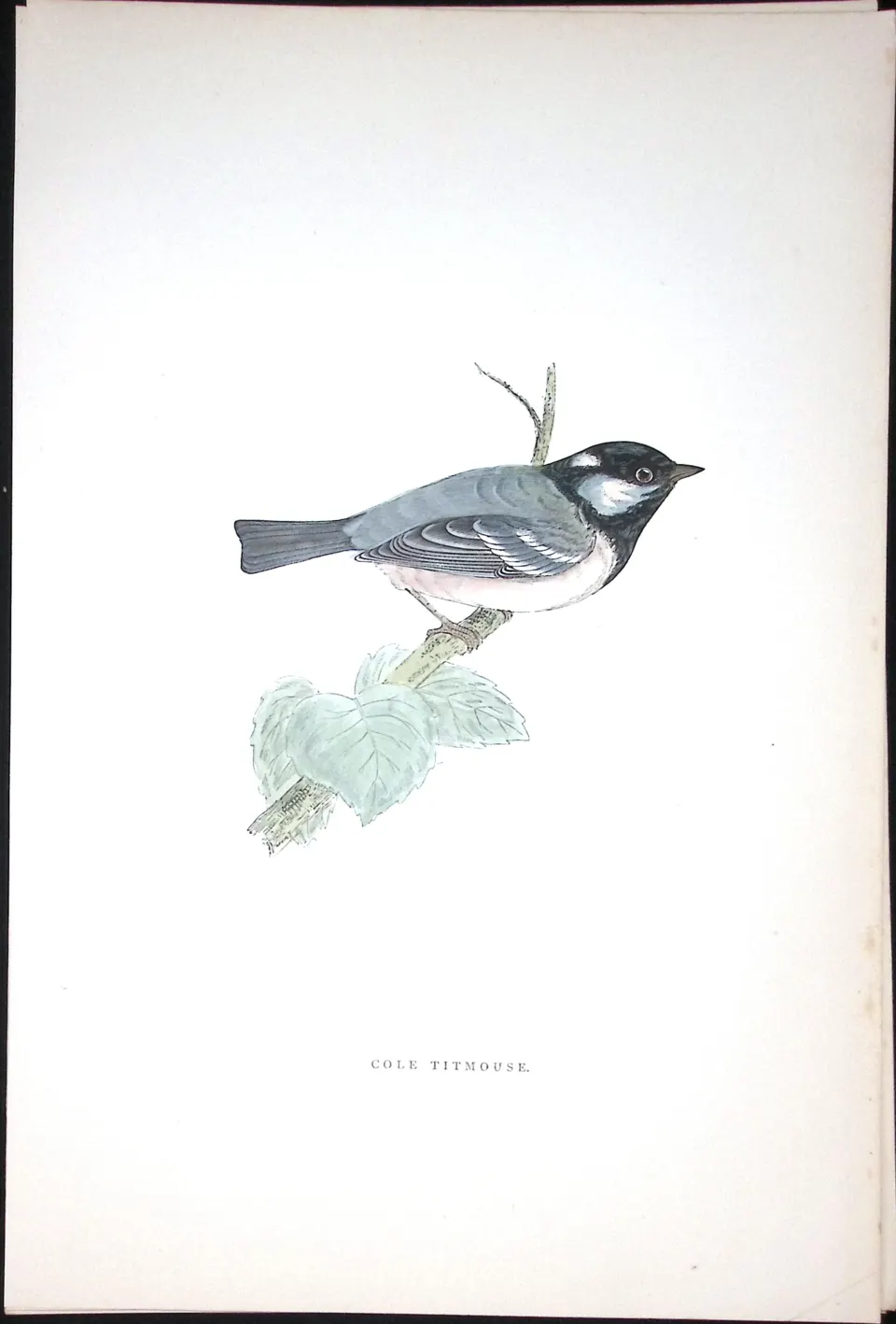 Cole Titmouse Rev Morris Antique History of British Birds 130 Years-Old Engraving-66