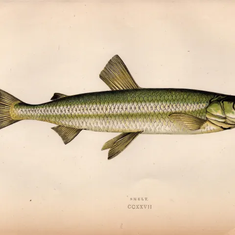 Smelt Antique 1869 Johnathan Couch Coloured Fish Engraving.