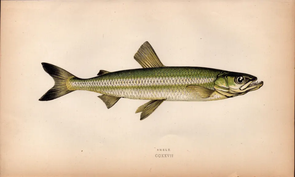 Smelt Antique 1869 Johnathan Couch Coloured Fish Engraving.