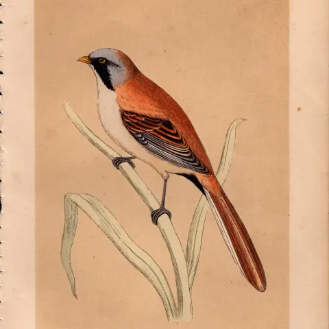 Bearded Tit Rev Morris Antique History of British Birds Engraving.