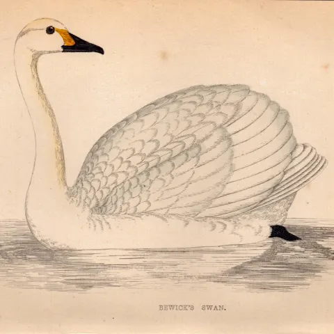 Bewick’s Swan Rev Morris Antique1888 History of British Birds Engraving-20.