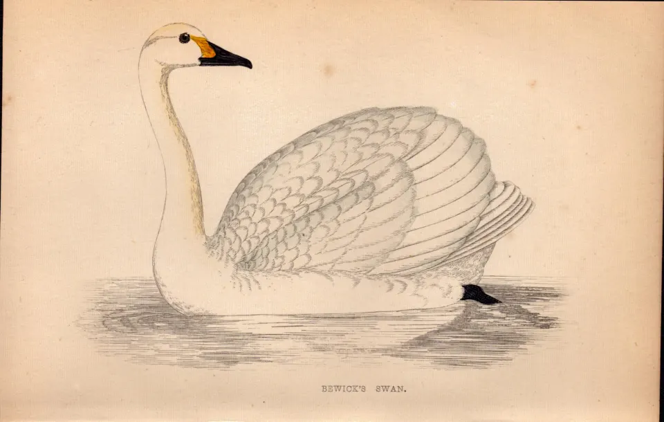 Bewick’s Swan Rev Morris Antique1888 History of British Birds Engraving-20.
