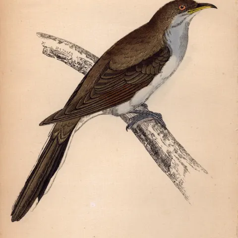 Yellow Billed Cuckoo Rev Morris 1888  Antique History of British Birds Engraving-32.