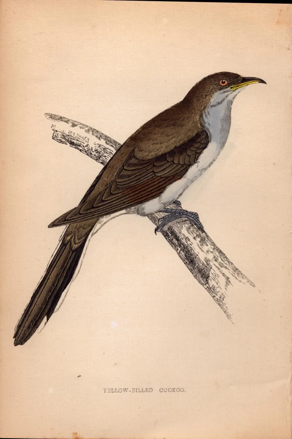 Yellow Billed Cuckoo Rev Morris 1888  Antique History of British Birds Engraving-32.