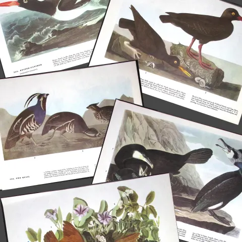 Job-Lot John James Audubon Birds of America 72-Year-Old Coloured Book Plates-32