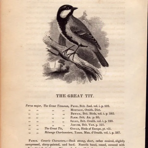 The Great Tit  1843 Victorian Bird Antique Print  William Yarrell.