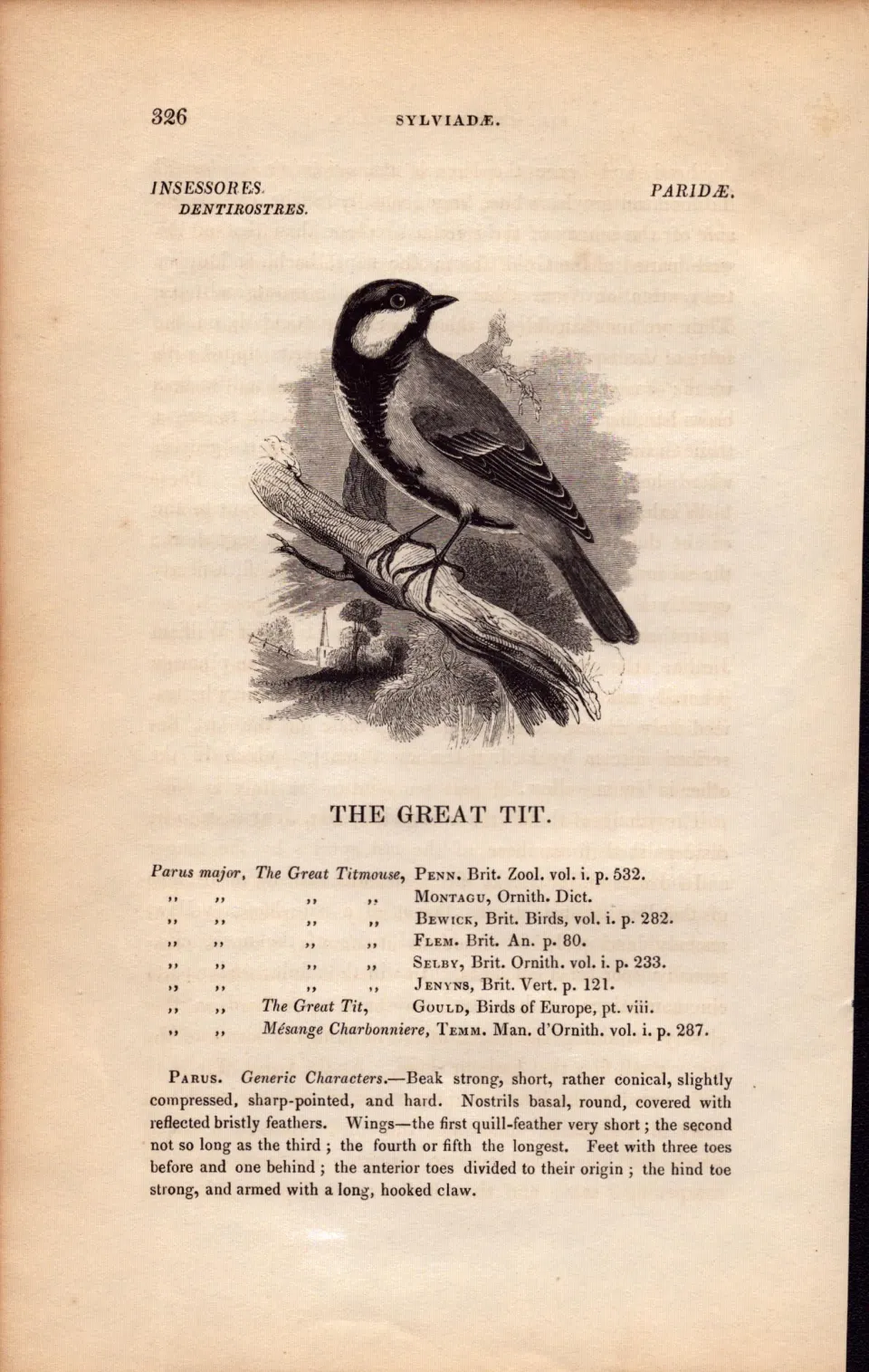The Great Tit  1843 Victorian Bird Antique Print  William Yarrell.