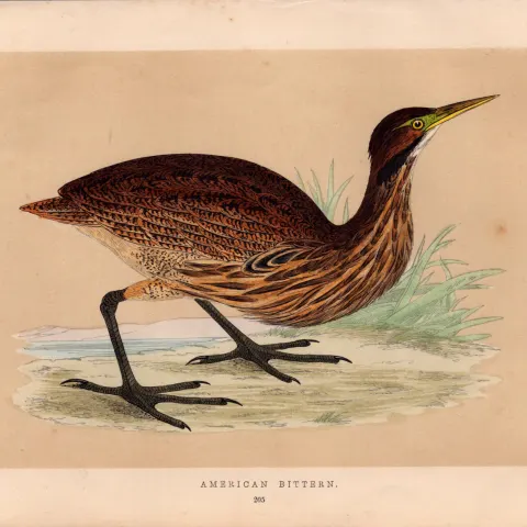 American Bittern Rev Morris Antique History of British Birds Engraving.