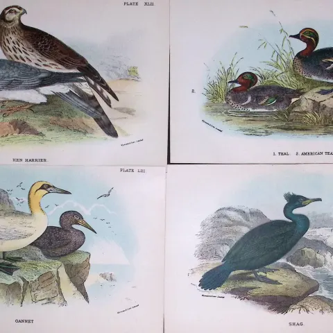 Job-Lot Lloyds Birds Harrier, Teal, Gannet, Shag 130 Yrs-Old Antique Engravings-3.