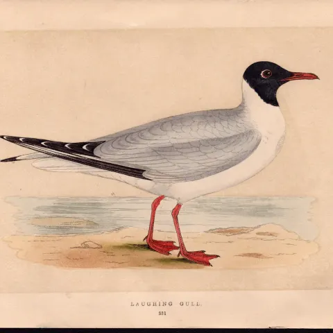 Laughing Gull Rev Morris Antique History of British Birds Engraving.