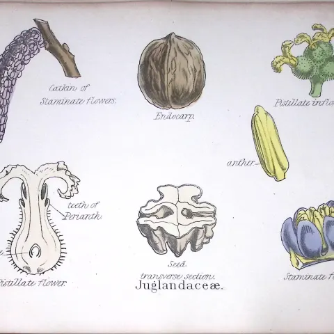 Walnut Family Botanical Flower Diagram Rare Antique First Edition Illustration-82