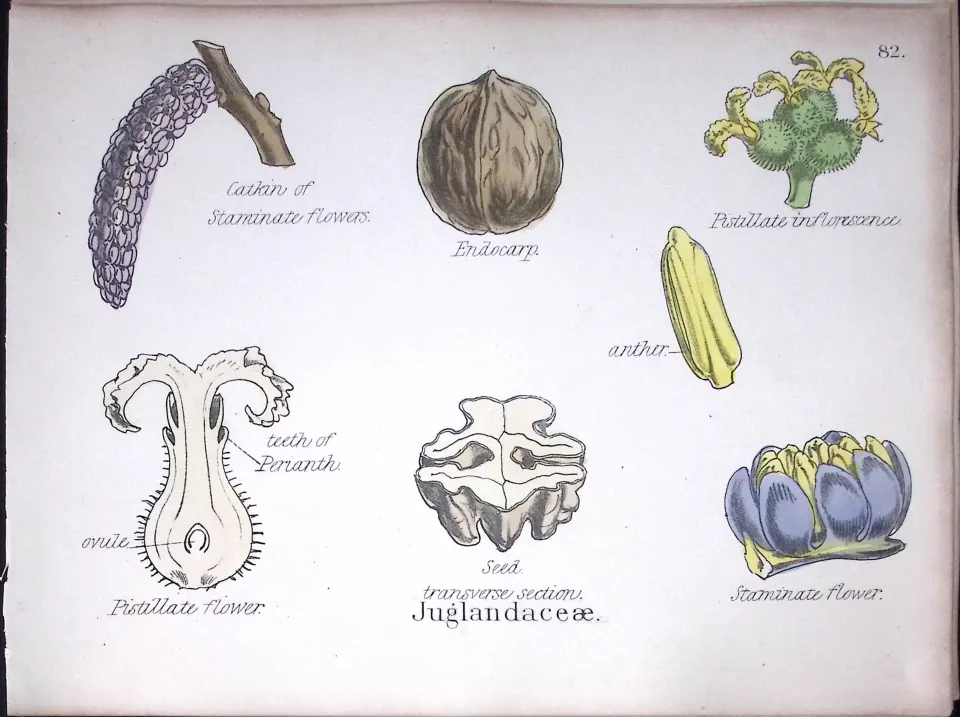 Walnut Family Botanical Flower Diagram Rare Antique First Edition Illustration-82
