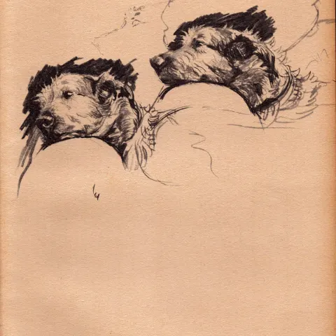 Cecil Aldin Original Vintage 88 Years Old Illustration How to Draw Dogs-7.