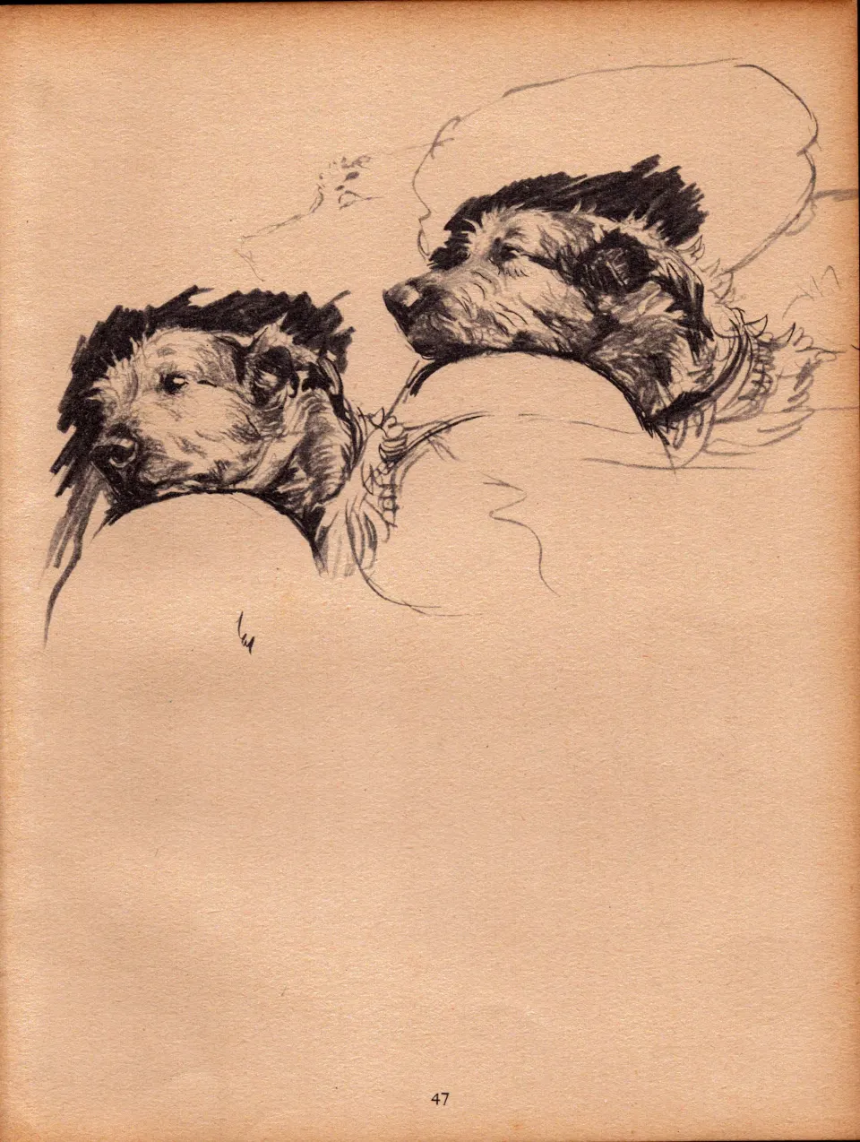 Cecil Aldin Original Vintage 88 Years Old Illustration How to Draw Dogs-7.