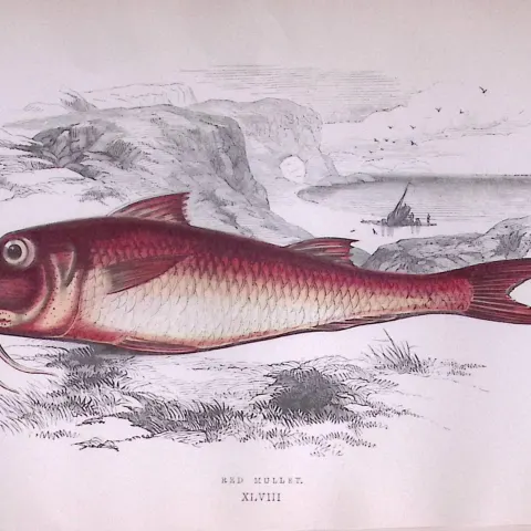 Red Mullet Fish Scarce Antique 1877 J. Couch Woodblock Engraving-49