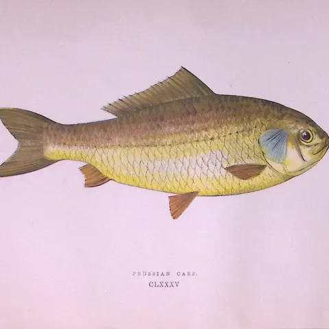 Prussian Carp Fish Scarce Antique 1877 J. Couch Woodblock Engraving-23