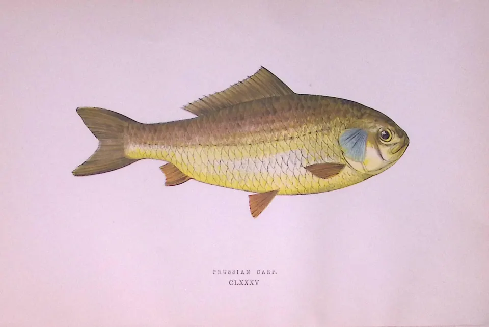 Prussian Carp Fish Scarce Antique 1877 J. Couch Woodblock Engraving-23