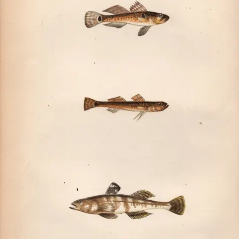 Broad, Tail, One Spotted Goby Antique Johnathan Couch Fish Engraving.