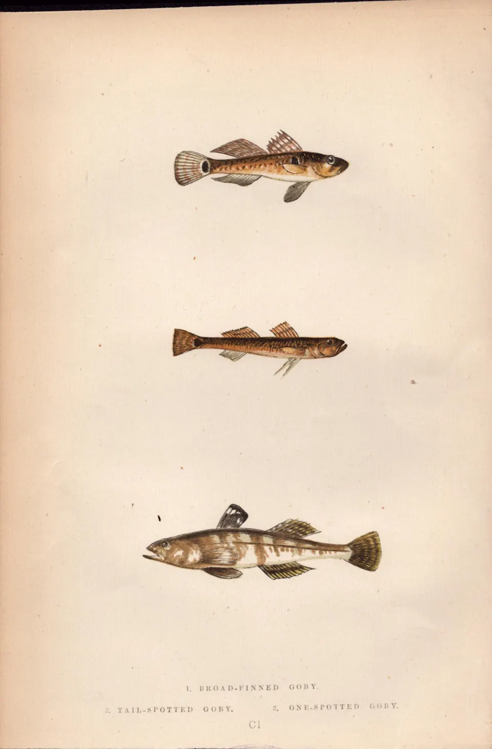 Broad, Tail, One Spotted Goby Antique Johnathan Couch Fish Engraving.
