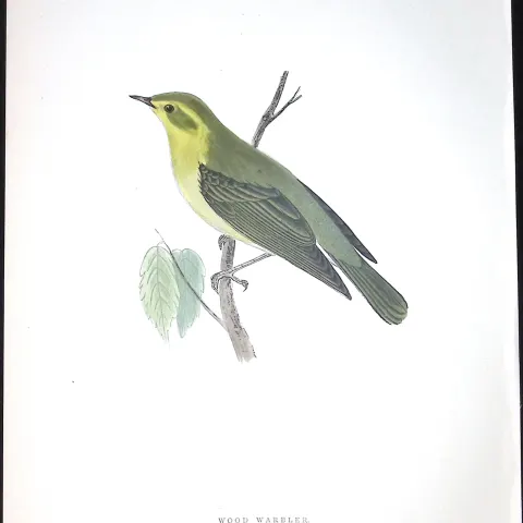 Wood Warbler Rev Morris Antique History of British Birds 130 Years-Old Engraving-124