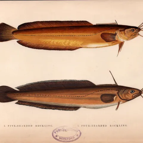 Five & Four Bearded Rockling 1868 Antique Johnathan Couch Fish  Engraving.