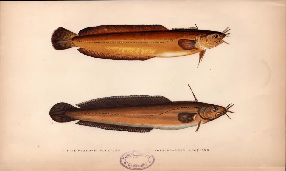 Five & Four Bearded Rockling 1868 Antique Johnathan Couch Fish  Engraving.