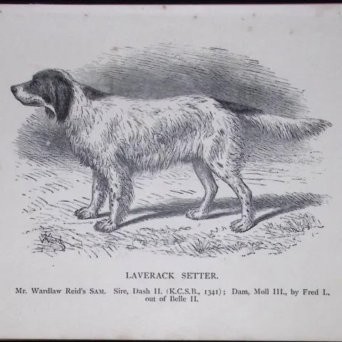 Laverack Setter British Dogs by Hugh Dalziel 1889 Antique Book Plate-30