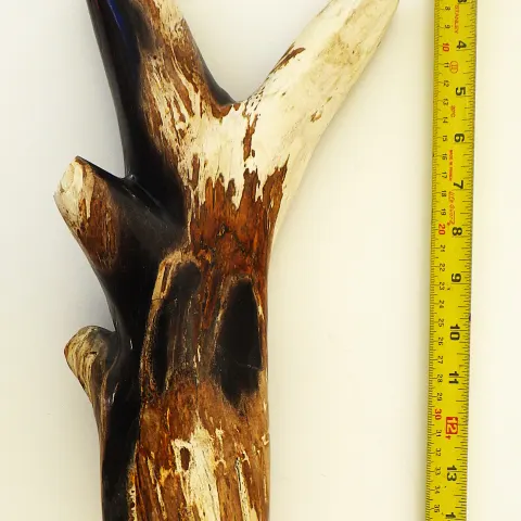 Fossil Wood Branch From Indonesia 20 m.y.o.