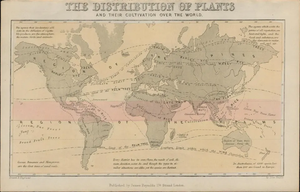 Rare James Reynolds Antique Distribution of World Plants.