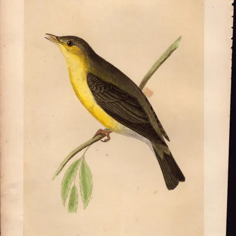 Melodious Willow Warbler Rev Morris Antique History of British Birds Engraving.