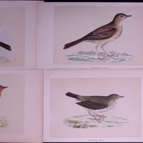 Job-Lot The Pipit Family Rev Morris Antique Coloured Birds Engravings-21.