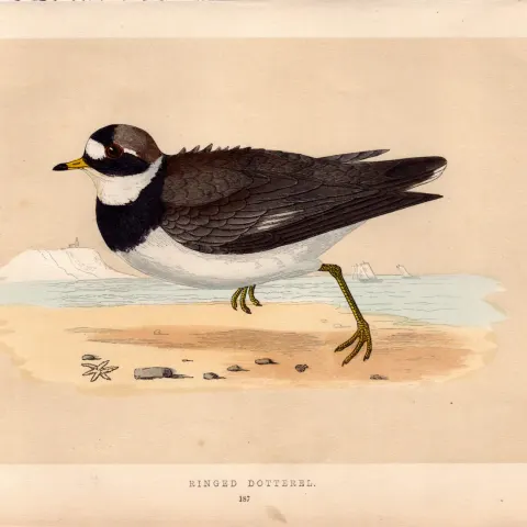 Ringed Dotterel Rev Morris Antique History of British Birds Engraving.