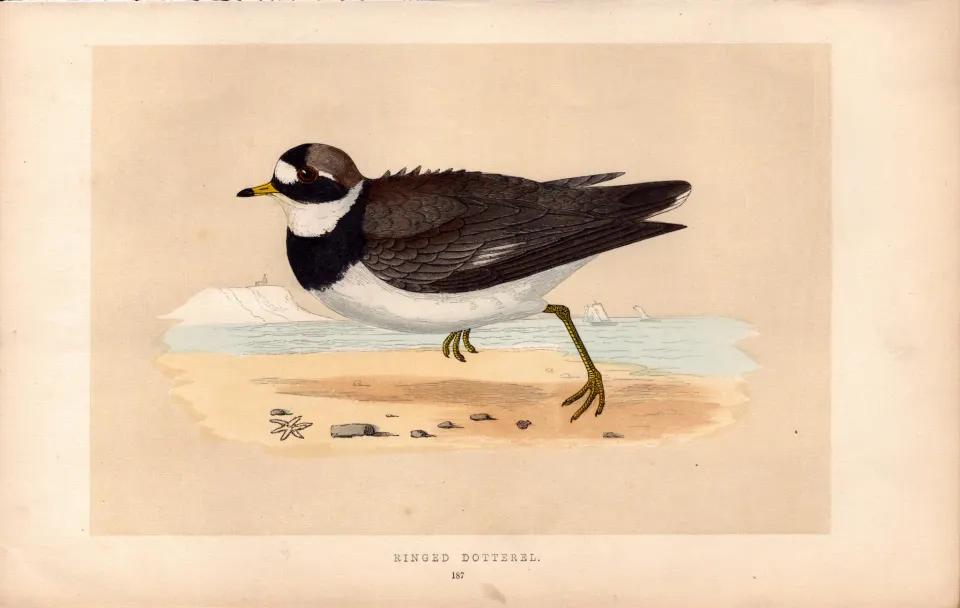 Ringed Dotterel Rev Morris Antique History of British Birds Engraving.