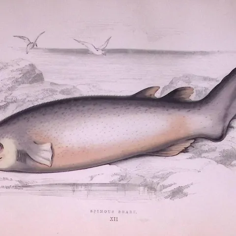 Spinous Shark Scarce Antique 1877 Johnathan Couch Woodblock Engraving-13