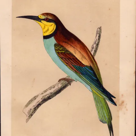 Bee-Eater Rev Morris Antique History of British Birds Engraving.