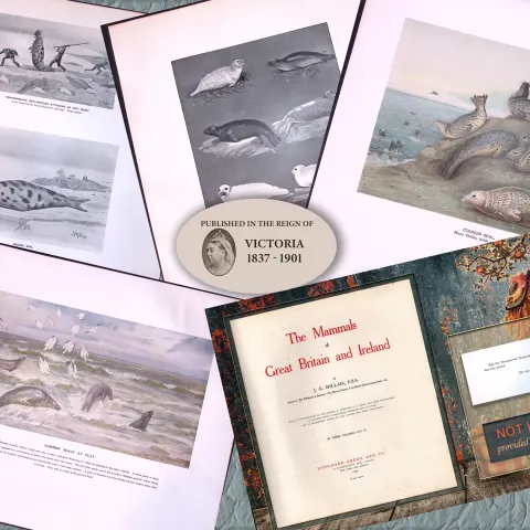 Job-Lot J.G. Millais Rare Limited-Edition Seal Family Species Antique Prints-13