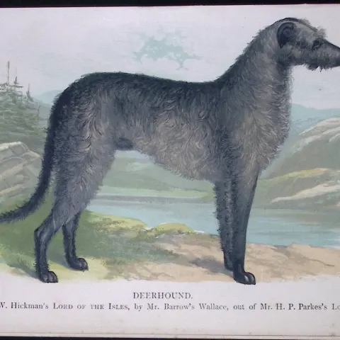The Deerhound British Dogs by Hugh Dalziel 1889 Antique Coloured Book Plate-2