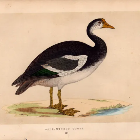 Spur-Winged Goose Rev Morris Antique History of British Birds Engraving.