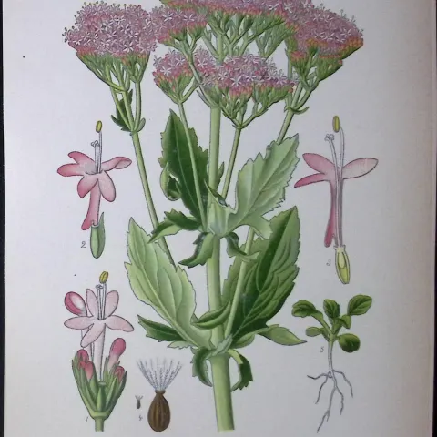 Large Spur Valerian Edward Step Rare Antique Botanical Book Plate-124