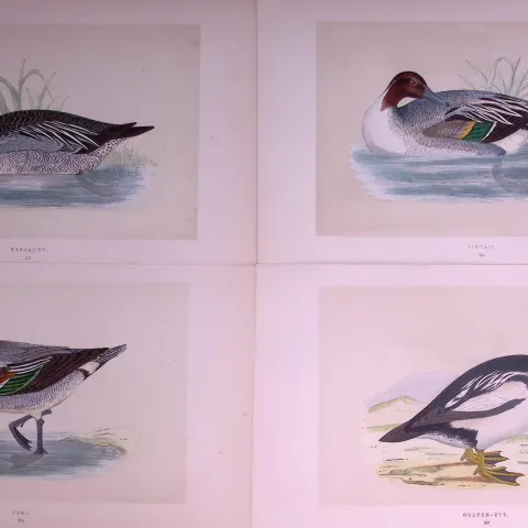Job-Lot Duck Family Garganey, Pintail, Teal, Golden-Eye Antique Birds Engravings-17.