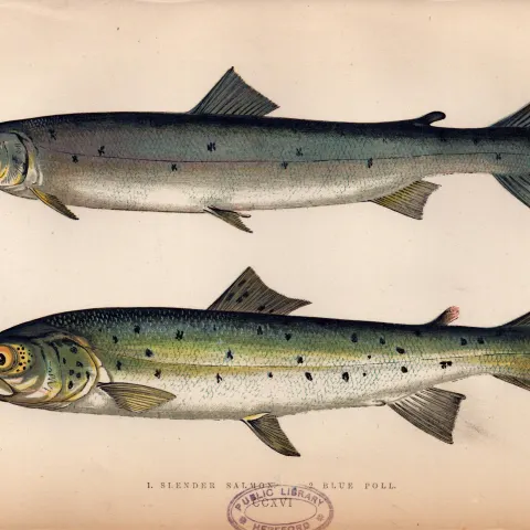 Slender & Blue Poll Salmon  Antique Johnathan Couch Coloured Fish Engraving.