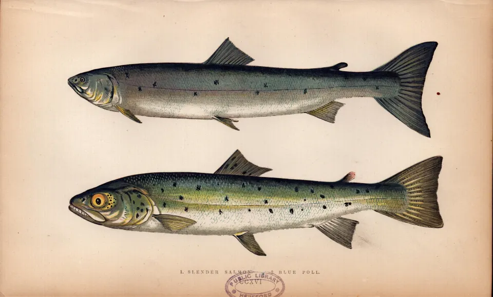 Slender & Blue Poll Salmon  Antique Johnathan Couch Coloured Fish Engraving.