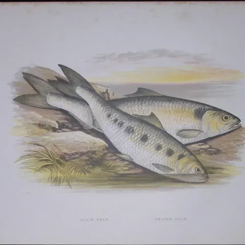 Allis & Twaite Shad Rev Houghton British Freshwater Fish 1879 Scarce Wood Engraving-25