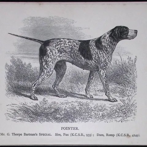 The Pointer Black Face British Dogs by Hugh Dalziel 1889 Antique Book Plate-29